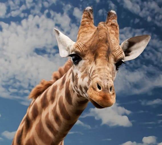 Safari Giraffe