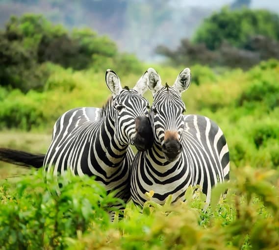 Safari Zebras
